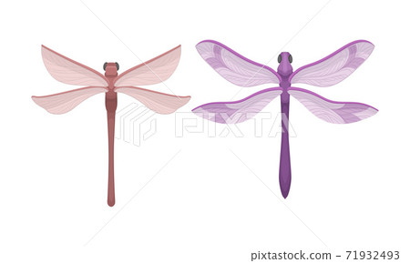 Dragonfly with Long Body and Transparent Wings... - Stock Illustration  [71932493] - PIXTA