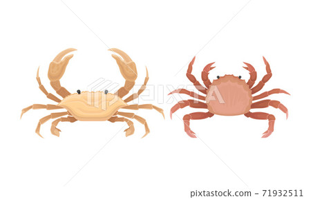 Different Crabs as Decapod Crustaceans with Claws Vector Set Different Crabs as Decapod Crustaceans with Claws Vector Set 71932511