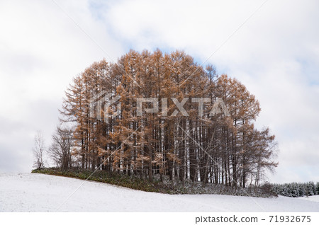 Autumn leaves of the dense larch forest of Biei Hatsuyuki Autumn leaves of the dense larch forest of Biei Hatsuyuki 71932675