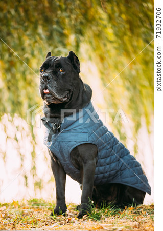 Black Cane Corso Dog Sitting In Grass. Dog Wears In Warm Clothes. Big Dog Breeds Black Cane Corso Dog Sitting In Grass. Dog Wears In Warm Clothes. Big Dog Breeds 71932706