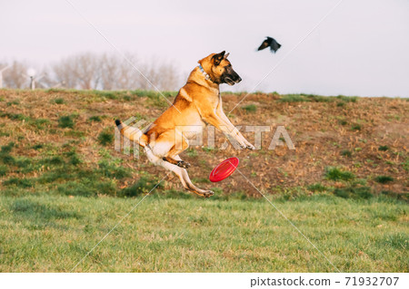 Funny Malinois Dog Play Jumping With Plate Toy Outdoor In Park. Belgian Sheepdog Are Active, Intelligent, Friendly, Protective, Alert And Hard-working. Belgium, Chien De Berger Belge Dog Funny Malinois Dog Play Jumping With Plate Toy Outdoor In Park. Belgian Sheepdog Are Active, Intelligent, Friendly, Protective, Alert And Hard-working. Belgium, Chien De Berger Belge Dog 71932707