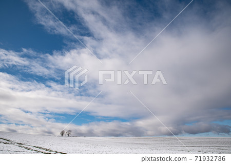 美瑛初雪的藍天下的親子樹 美瑛初雪的藍天下的親子樹 71932786