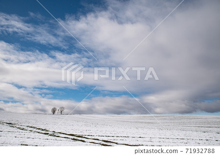 美瑛初雪的藍天下的親子樹 美瑛初雪的藍天下的親子樹 71932788
