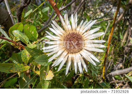 stemless carline thistle in Vanoise national Park valley, French alps 71932926