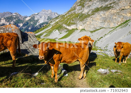 Cows in alpine pasture, Pralognan la Vanoise, French Alps 71932943