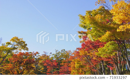 Shigaraki Ceramics Forest Autumn Leaves Shigaraki Town, Koka City, Shiga Prefecture 71933297