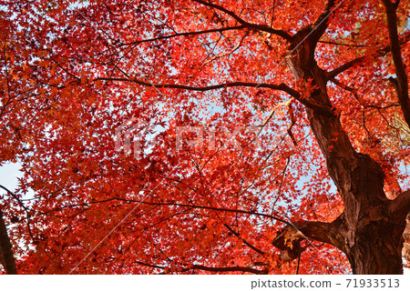 ≪Kyoto Autumn Kitano Tenmangu Shrine Autumn Leaves≫ Kyoto City, Kyoto Prefecture Autumn Image ≪Kyoto Autumn Kitano Tenmangu Shrine Autumn Leaves≫ Kyoto City, Kyoto Prefecture Autumn Image 71933513