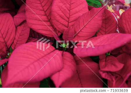 Christmas plant or Red Poinsettia Flower close up Christmas plant or Red Poinsettia Flower close up 71933639