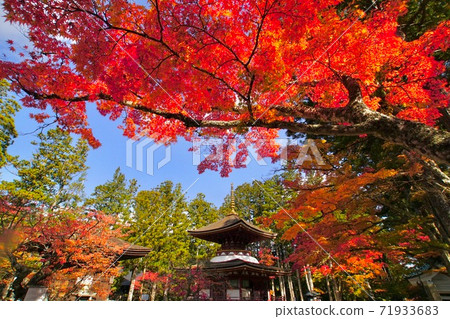 Koyasan Danjo Garan East Tower Autumn Leaves Koya Town, Ito District, Wakayama Prefecture 71933683