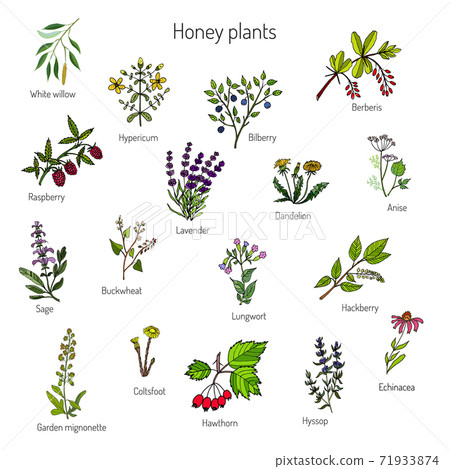 nectar sources for honey bees 71933874