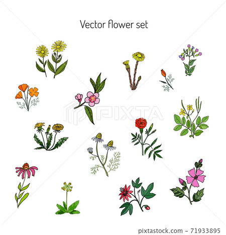 Flower set Hand drawn botanical illustration 71933895