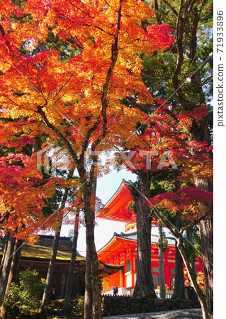 Koyasan Danjo Garan Autumn Leaves Konpon Daito, Koya-cho, Ito-gun, Wakayama Prefecture 71933896