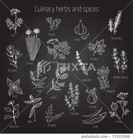 Set of culinary herbs and spices 71933898