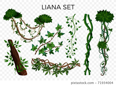 Tropical Lianas Transparent Set Tropical Lianas Transparent Set 71934004