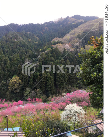 Spring flower thigh village 71934150
