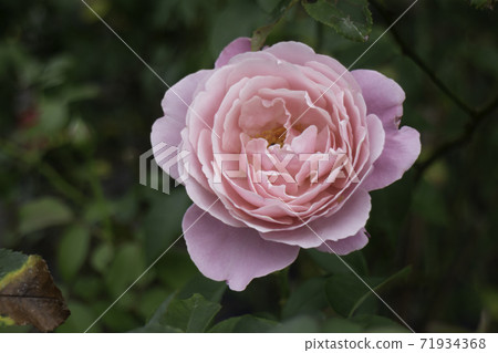 Pink blossom flower in nature Pink blossom flower in nature 71934368