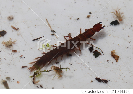 蛇蜻蜓的幼蟲 71934394