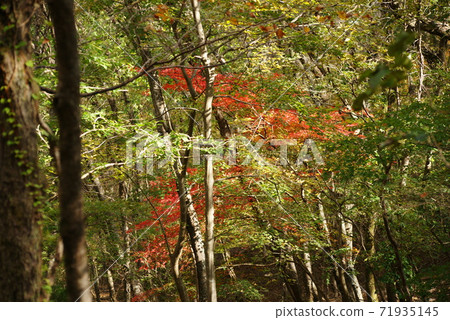 Autumn leaves at the foot of the mountain 71935145