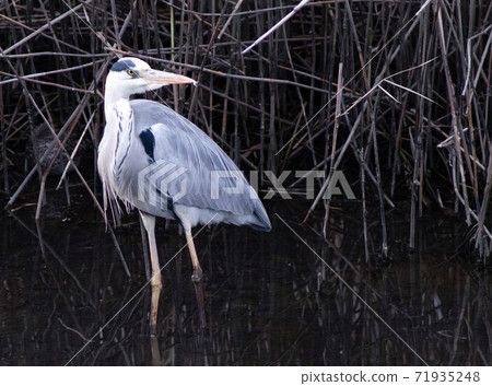 Gray heron 71935248