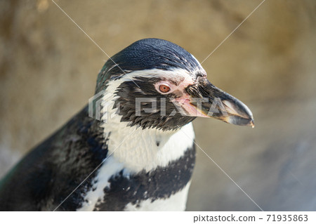 Humboldt penguin aka Spheniscus humboldti is a South American penguin living mainly in the Pinguino de Humbold National Reserve in the North of Chile 71935863