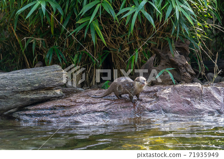 Otters are carnivorous mammals in the subfamily Lutrinae.Playful otters on the river bank Otters are carnivorous mammals in the subfamily Lutrinae.Playful otters on the river bank 71935949