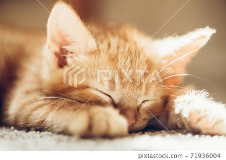 Cute ginger kitten sleeps 71936004