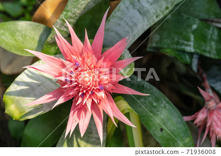 The Bromeliaceae, bromeliads is a family of monocot flowering plants 71936008