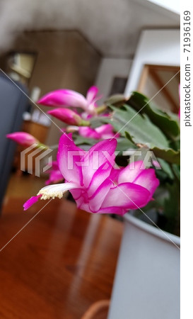 Shakobasababuten 71936169