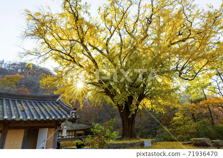 吳國元 吳國元 71936470