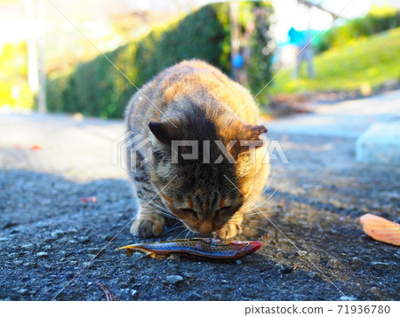 Wild cat Wild cat 71936780