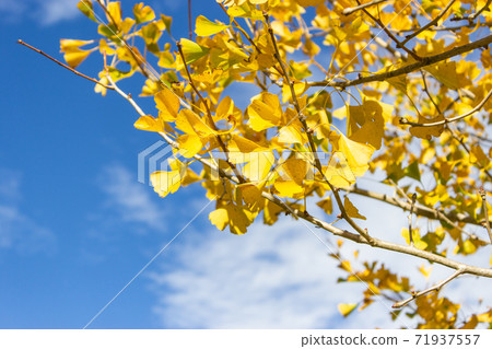 Season limited nature-Wuling Farm Ginkgo and Maple Season limited nature-Wuling Farm Ginkgo and Maple 71937557