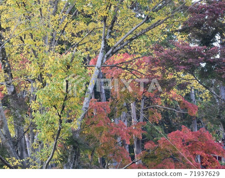 Autumnal trees that color the thickets Autumnal trees that color the thickets 71937629