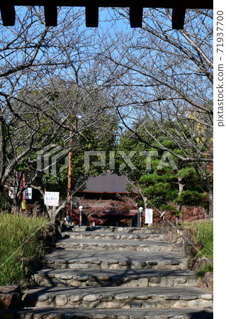 Autumn leaves in Gyokuin Gakuin in late autumn 71937700