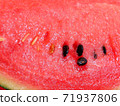 Kodama watermelon variety Pino Girl Suika 71937806