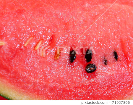 小玉西瓜品種Pino Girl Suika 71937806