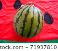 Kodama watermelon variety Pino Girl Suika 71937810