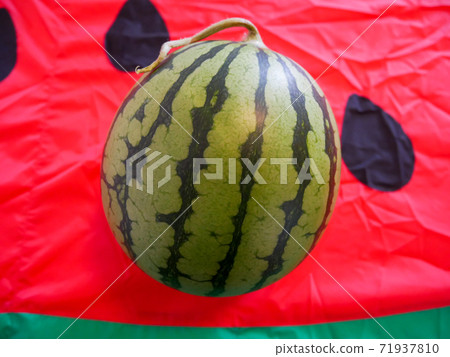 小玉西瓜品種Pino Girl Suika 71937810