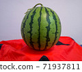 Kodama watermelon variety Pino Girl Suika 71937811