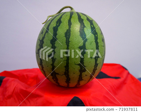 小玉西瓜品種Pino Girl Suika 71937811