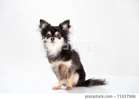 Chihuahua long coat Chihuahua long coat 71937986
