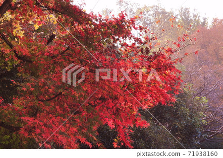 Kinuta Park and autumn leaves Kinuta Park and autumn leaves 71938160