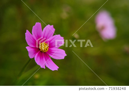 The pink cosmos, Garden Cosmos, is in bloom. The pink cosmos, Garden Cosmos, is in bloom. 71938248