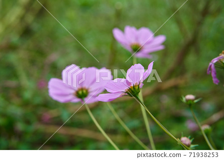 The pink cosmos, Garden Cosmos, is in bloom. The pink cosmos, Garden Cosmos, is in bloom. 71938253