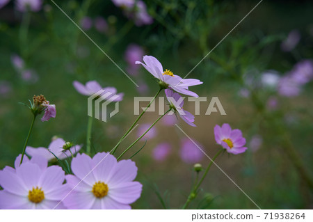 The pink cosmos, Garden Cosmos, is in bloom. The pink cosmos, Garden Cosmos, is in bloom. 71938264