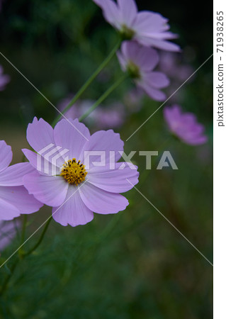 粉色的宇宙Oharushagiku盛開。 71938265