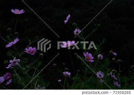 The pink cosmos, Garden Cosmos, is in bloom. The pink cosmos, Garden Cosmos, is in bloom. 71938268