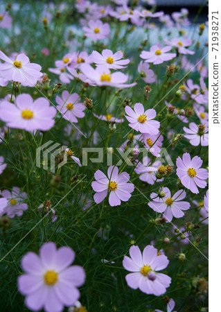 The pink cosmos, Garden Cosmos, is in bloom. 71938271