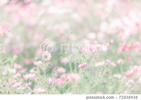 Pink cosmos flowers in close up at cosmos flowers field Pink cosmos flowers in close up at cosmos flowers field 71938438