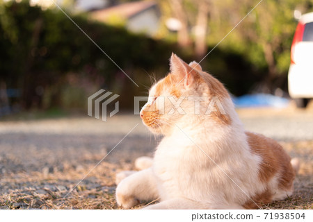 Nekochan gazing at a brown-white cat Nekochan gazing at a brown-white cat 71938504