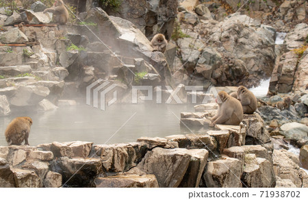 Hot spring and Japanese monkey 71938702